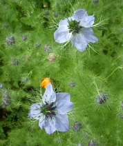 Love in the Mist