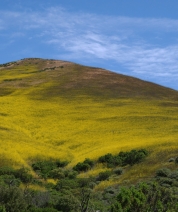 Goleta Gold Rush