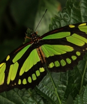 Lime Wings
