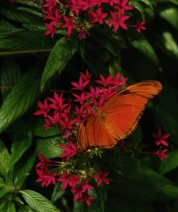 Orange Julia