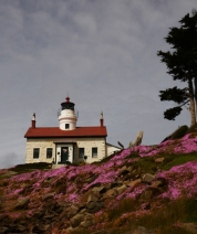 Sea of Flowers
