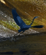 Blue Heron Over Sparkles