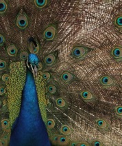 Fotofeathers