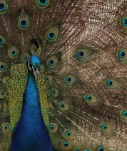 Feathered Kaleidoscope