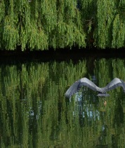 The Heron Project