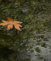 Autumn's Last Leaf