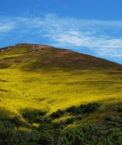 Goleta Gold Rush, California