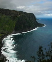 Kohala Forest, Hawaii
