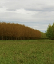 Tricolor Forest , Oregon