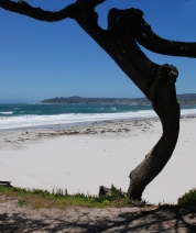 Twisted, Carmel