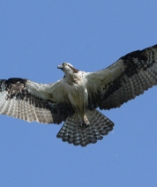 The Osprey Project