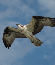 Autzen Osprey