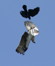Going Vertical