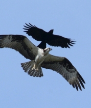 Crow Arrack