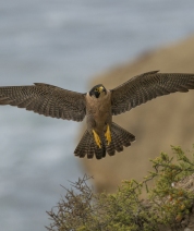 The Peregrine Project