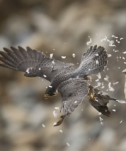 Feather Storm 2106