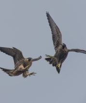 NIK_7563_1