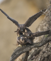 The Peregrine Acrobatics Team 2016