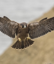 Gliding in 2016