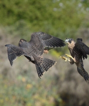 Aerial Combat