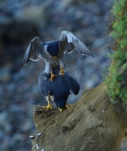 Mating Game