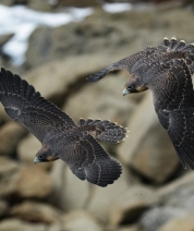 Feathered Formation 2014
