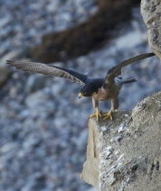 Stretching Wings