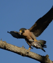 Brunch on a Branch 2014