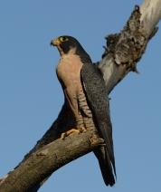 Speed at Rest 014