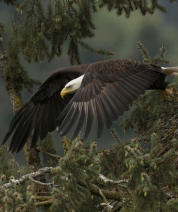 The Eagle Project