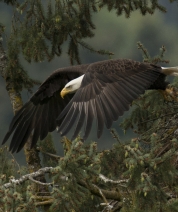 Launching into an Ancient forest