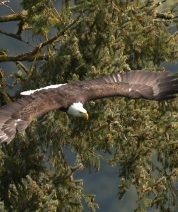 Reaching for the Wind