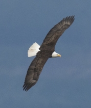 Riding Winds Aloft