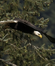 Reaching for an Updraft