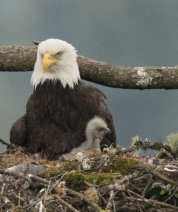 No You Won't Have Your Mother's Beak