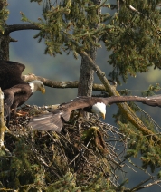 The Handoff