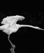 The Egret Project