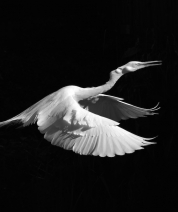 Shades of White No. 1