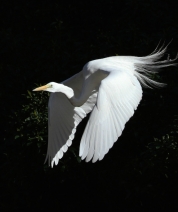 Shades of White No. 7