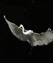 Shades of White No 6