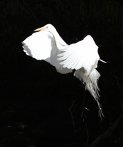 Shades of White No. 5