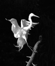 Shades of White No. 4