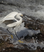Whiter Water Escape