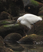 Strutting in a White Tuxido
